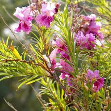 Southern Utah Trees Desert Willow